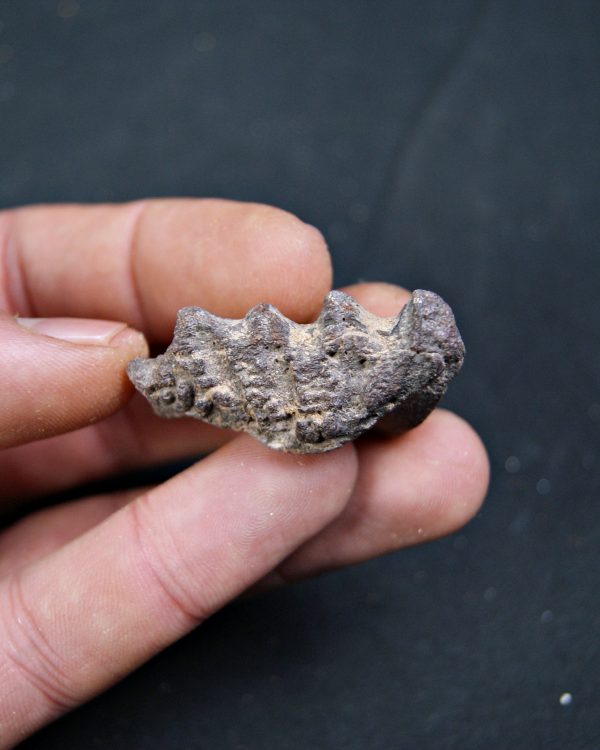 Diente de Ceratodus africanus