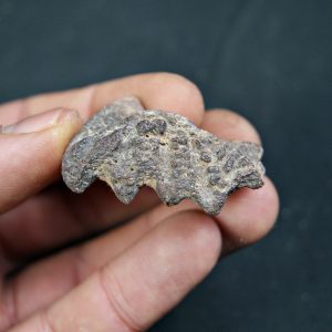 Diente de Ceratodus africanus