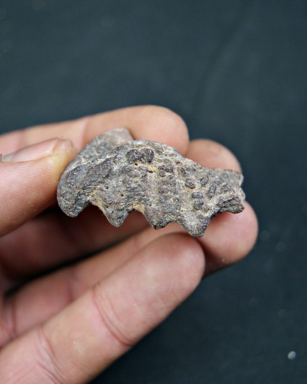 Diente de Ceratodus africanus