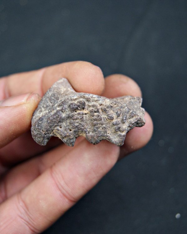 Diente de Ceratodus africanus