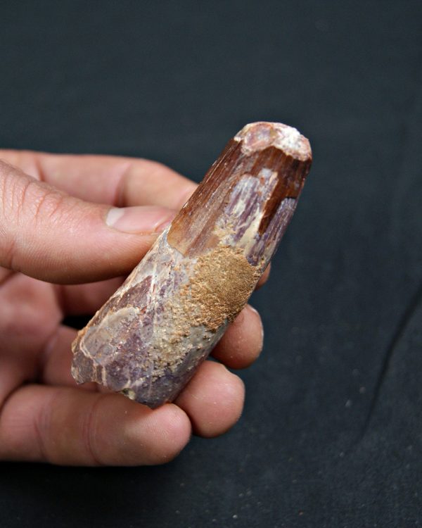 Spinosaurus aegyptiacus