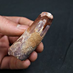 Spinosaurus aegyptiacus