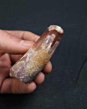 Spinosaurus aegyptiacus