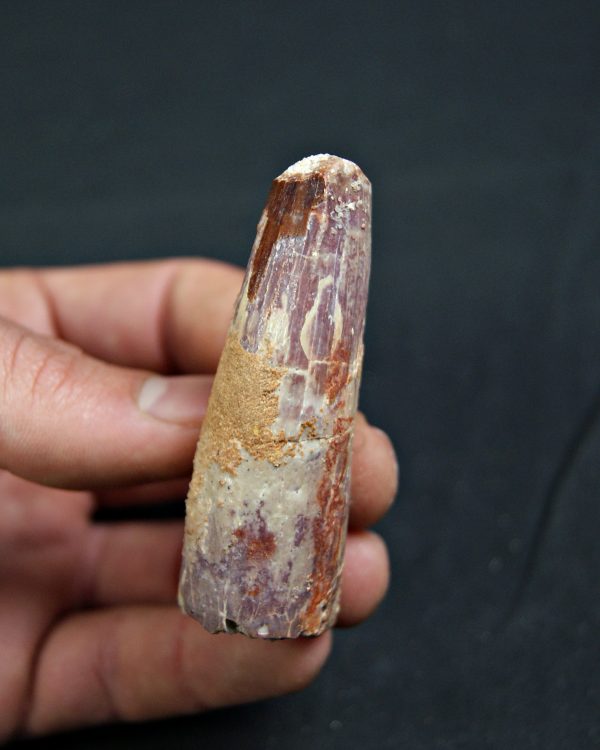 Spinosaurus aegyptiacus