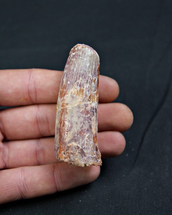 Spinosaurus aegyptiacus