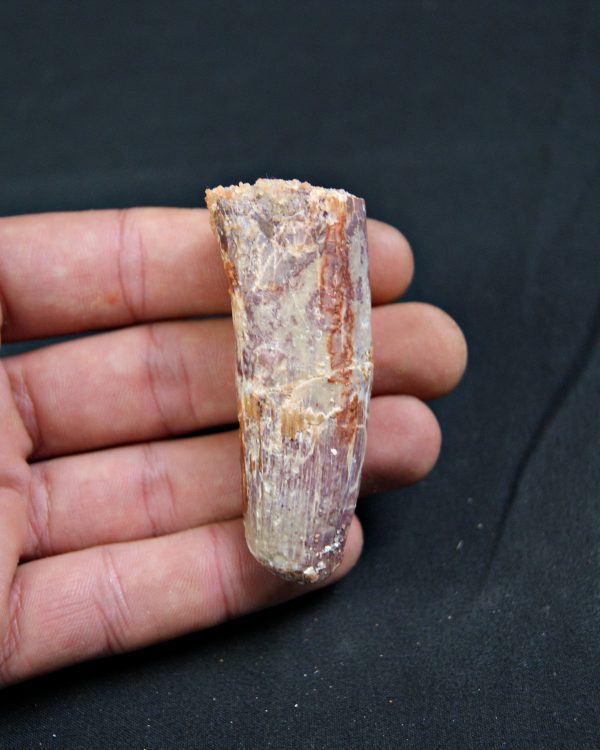 Spinosaurus aegyptiacus