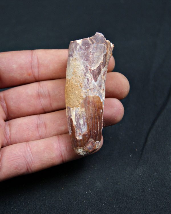 Spinosaurus aegyptiacus