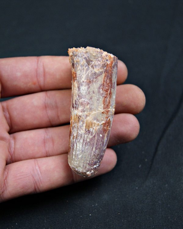 Spinosaurus aegyptiacus