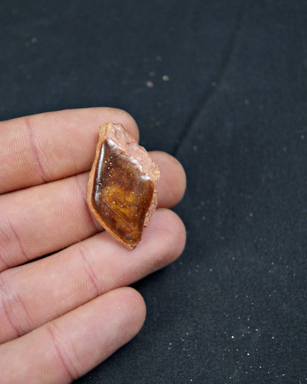 Escama de Lepidotes pawdoski