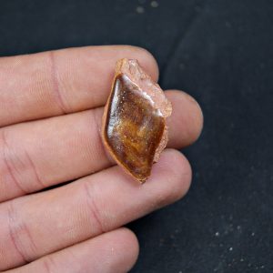 Escama de Lepidotes pawdoski