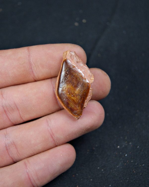 Escama de Lepidotes pawdoski