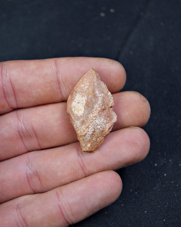 Escama de Lepidotes pawdoski