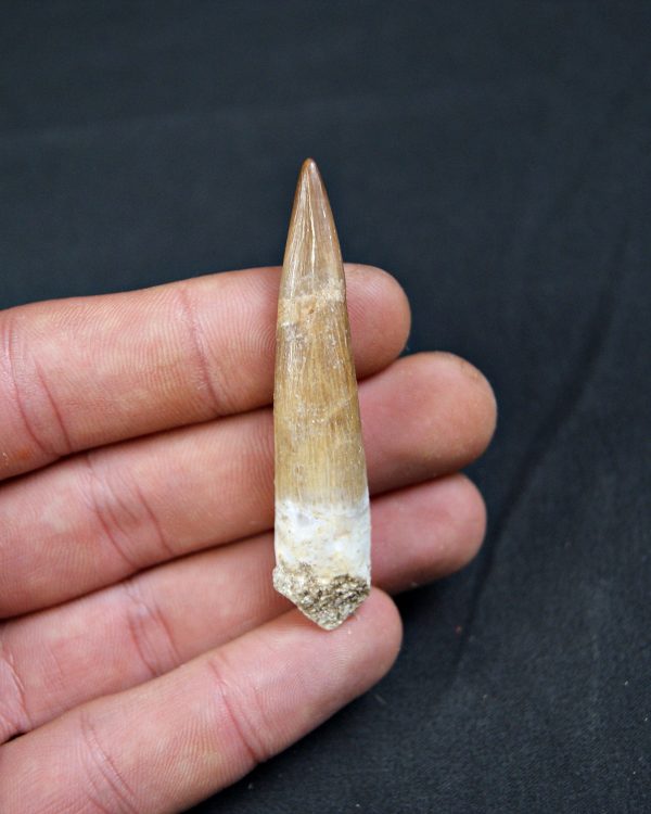 Diente de Plesiosaurus