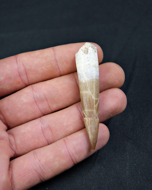 Diente de Plesiosaurus