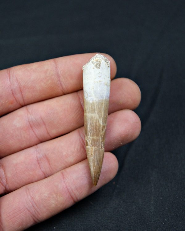 Diente de Plesiosaurus