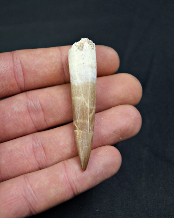 Diente de Plesiosaurus