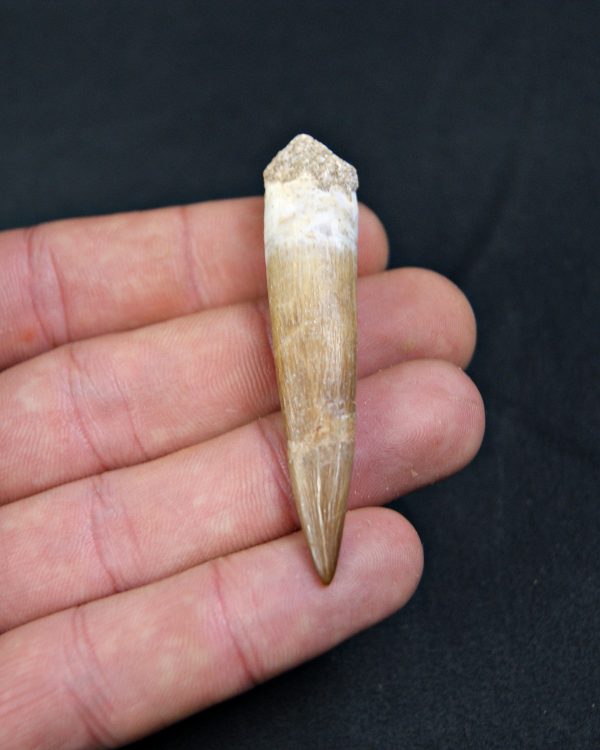 Diente de Plesiosaurus