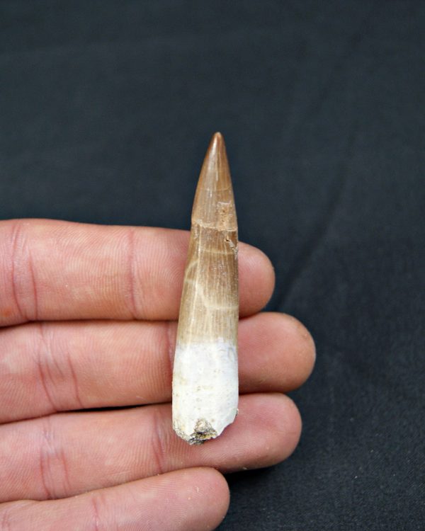 Diente de Plesiosaurus