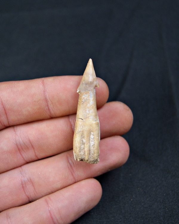 Onchosaurus maroccanus