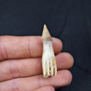 Onchosaurus maroccanus