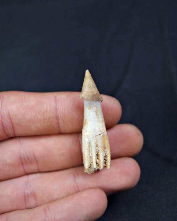 Onchosaurus maroccanus