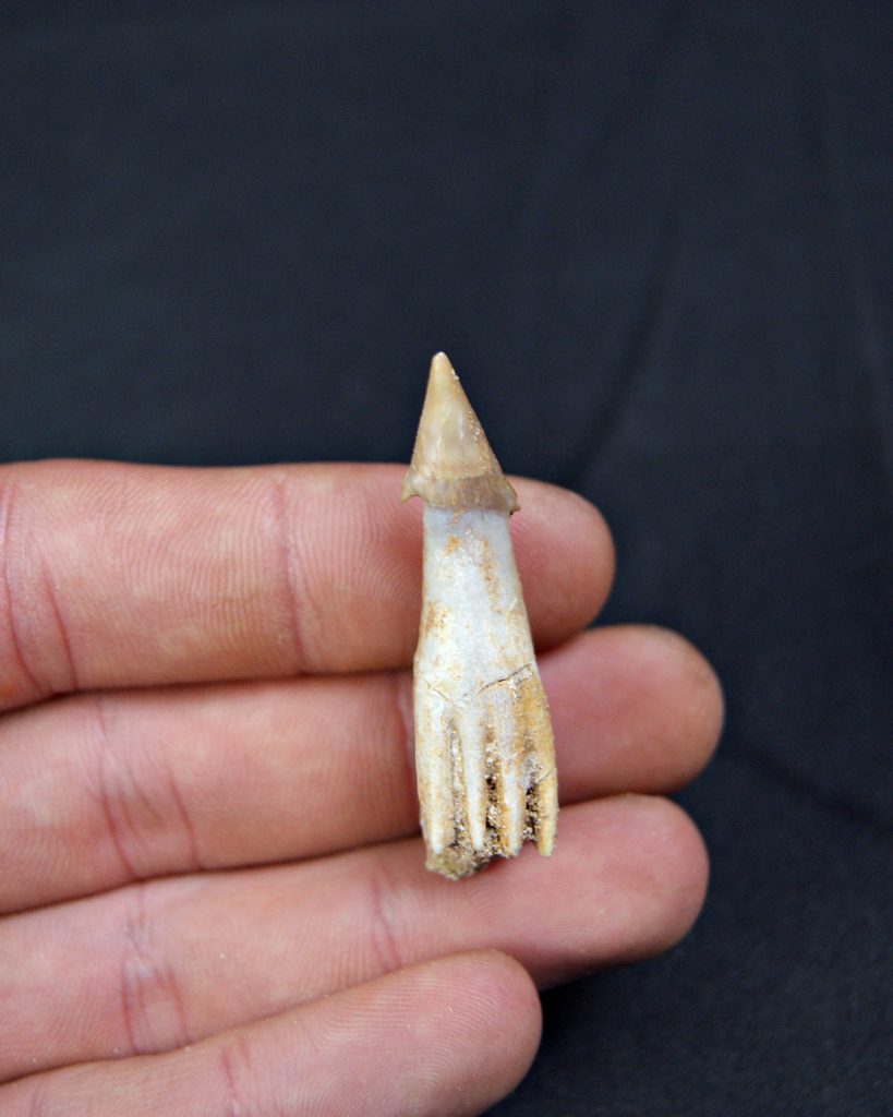 Onchosaurus maroccanus