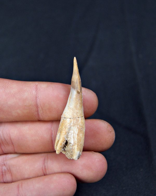 Onchosaurus maroccanus