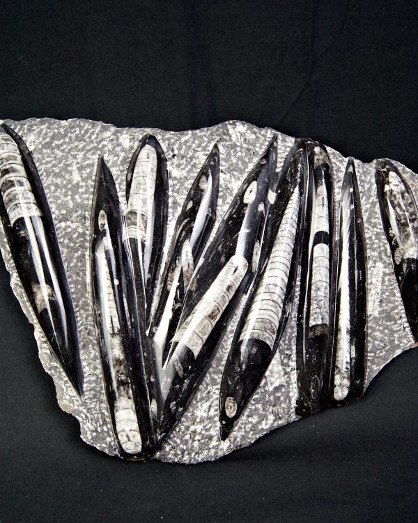 Enorme placa con orthoceras