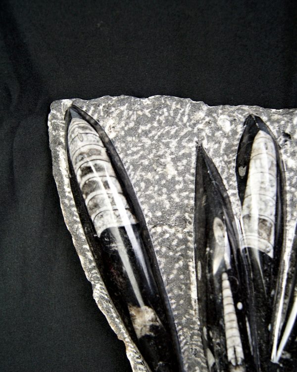 Enorme placa con orthoceras