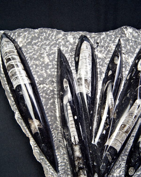 Enorme placa con orthoceras