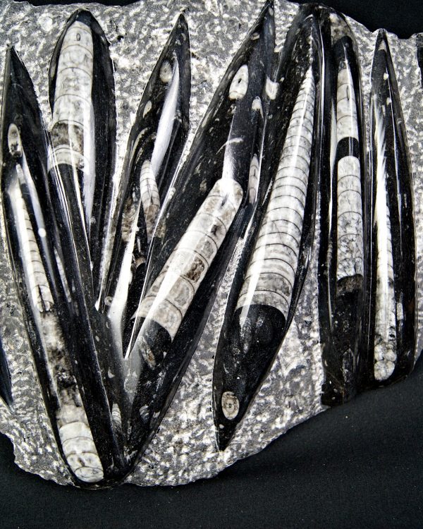 Enorme placa con orthoceras