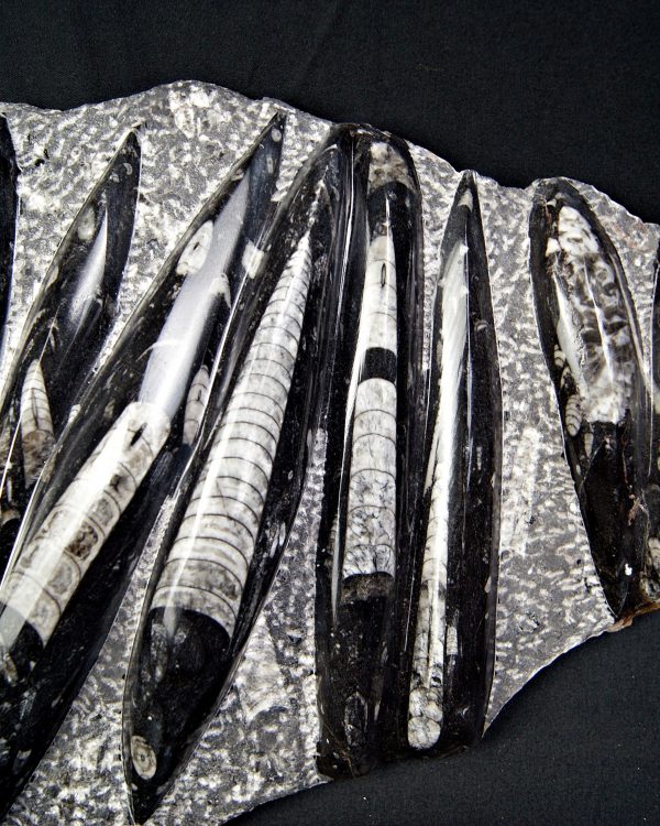 Enorme placa con orthoceras