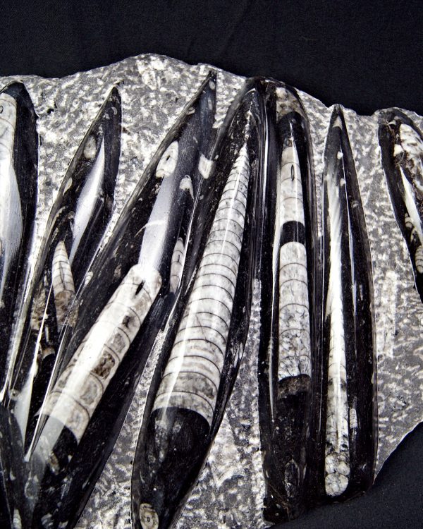 Enorme placa con orthoceras