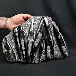 Enorme placa con orthoceras