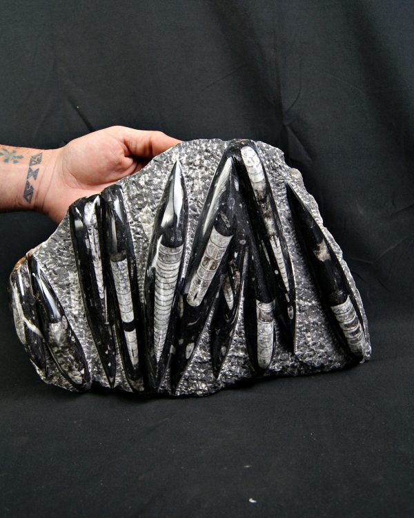 Enorme placa con orthoceras