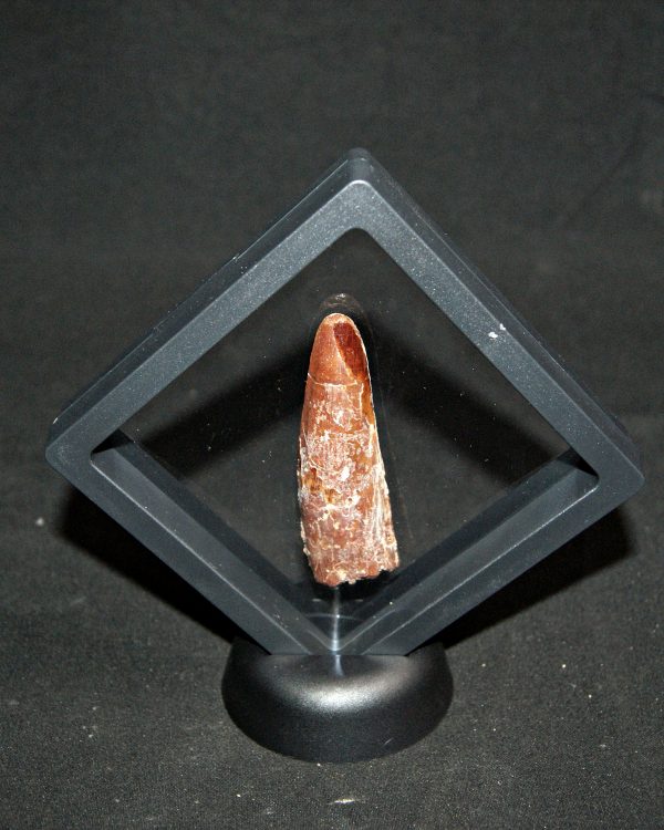 Spinosaurus aegyptiacus