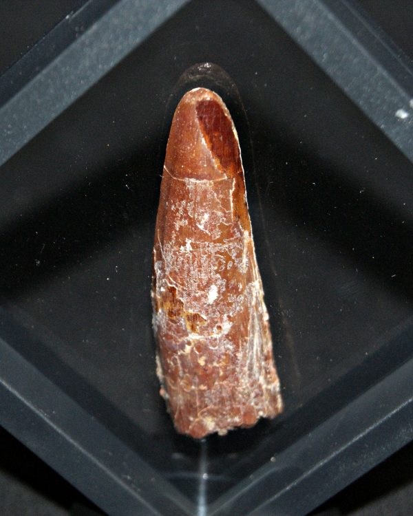 Spinosaurus aegyptiacus