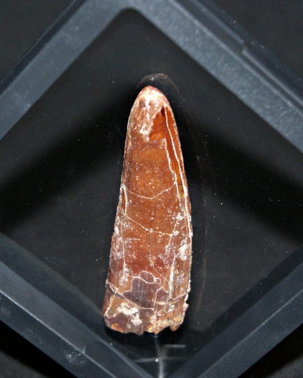 Spinosaurus aegyptiacus