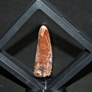 Spinosaurus aegyptiacus