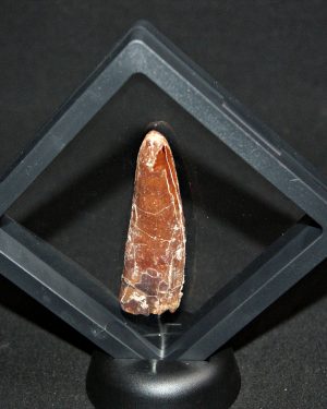 Spinosaurus aegyptiacus