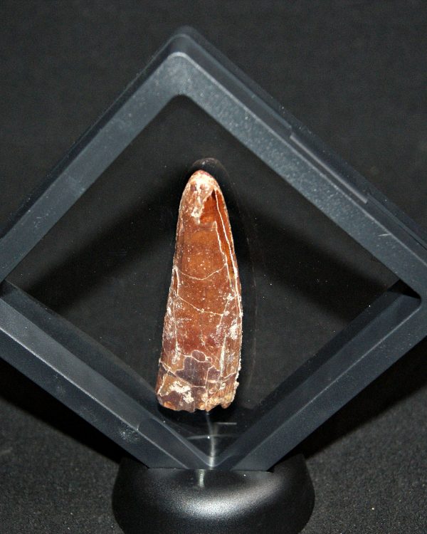 Spinosaurus aegyptiacus