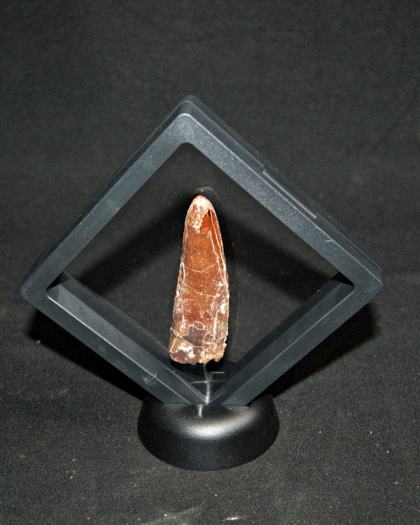 Spinosaurus aegyptiacus