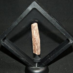 Hueso de pterosaurio