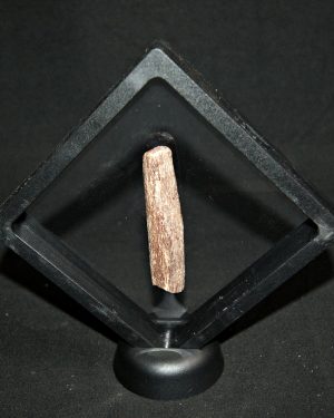 SONY DSC Hueso de pterosaurio