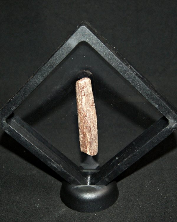 Hueso de pterosaurio