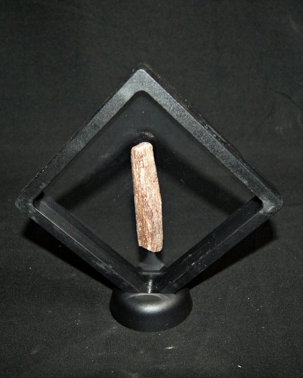 Hueso de pterosaurio