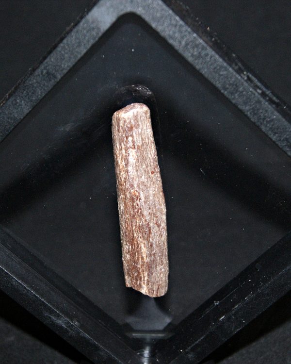 Hueso de pterosaurio