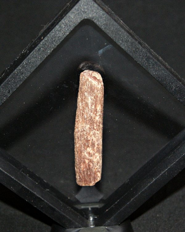 Hueso de pterosaurio