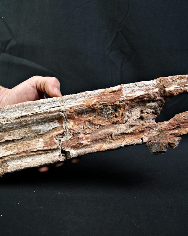 SONY DSC Enorme tribuna de Onchopristis numidus