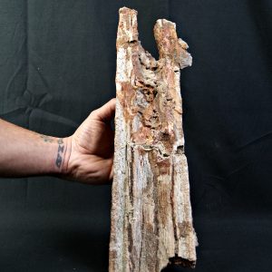 Enorme tribuna de Onchopristis numidus